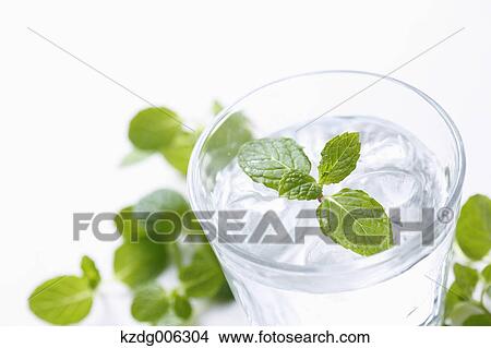 Spearmint View Large Photo Image Picture - Spearmint. Fotosearch