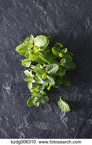 Spearmint View Large Photo Image Stock Image - Spearmint. Fotosearch