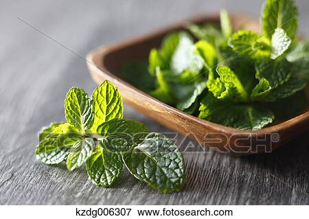 Stock Photo - Spearmint. Fotosearch