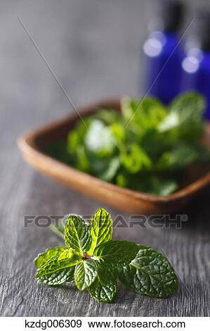 Stock Photo - Spearmint. Fotosearch