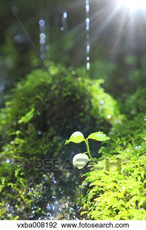 Sprouting bud View Large Photo Image Stock Image - Sprouting bud. Fotosearch