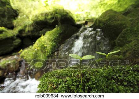 Picture - Sprouting leaf, Tokyo, Japan. Fotosearch