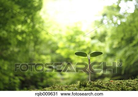 Sprouting leaf, Tokyo, Japan View Large Photo Image Stock Image - Sprouting leaf, Tokyo, Japan. Fotosearch
