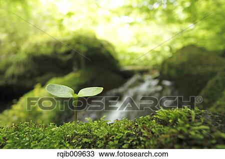 Stock Image - Sprouting leaf, Tokyo, Japan. Fotosearch