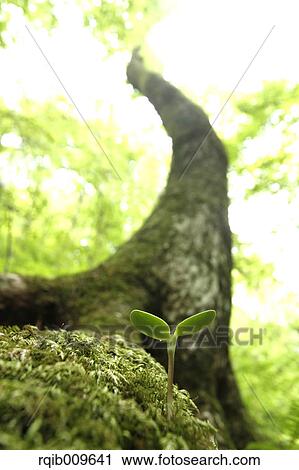 Stock Image - Sprouting leaf, Tokyo, Japan. Fotosearch