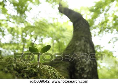 Sprouting leaf, Tokyo, Japan View Large Photo Image Stock Image - Sprouting leaf, Tokyo, Japan. Fotosearch