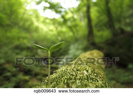 Stock Image - Sprouting leaf, Tokyo, Japan. Fotosearch