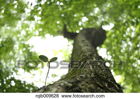 Sprouting leaf, Tokyo, Japan View Large Photo Image Stock Photo - Sprouting leaf, Tokyo, Japan. Fotosearch