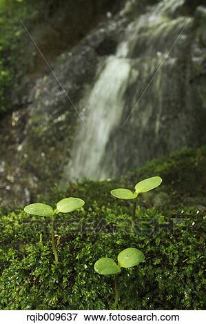 Stock Photo - Sprouting leaf, Tokyo, Japan. Fotosearch