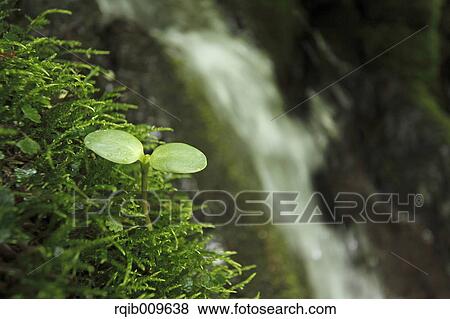 Sprouting leaf, Tokyo, Japan View Large Photo Image Stock Photo - Sprouting leaf, Tokyo, Japan. Fotosearch