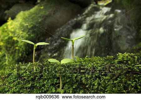 Stock Photograph - Sprouting leaf, Tokyo, Japan. Fotosearch