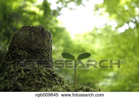 Stock Photography - Sprouting leaf, Tokyo, Japan. Fotosearch