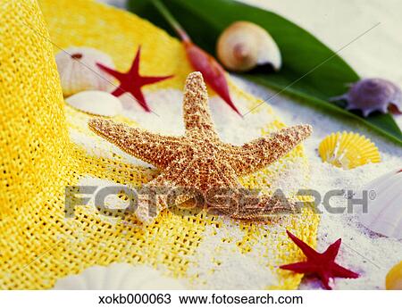 Starfish View Large Photo Image Stock Image - Starfish. Fotosearch