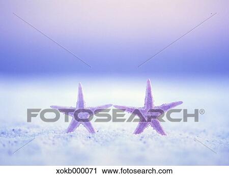 Starfish View Large Photo Image Stock Image - Starfish. Fotosearch