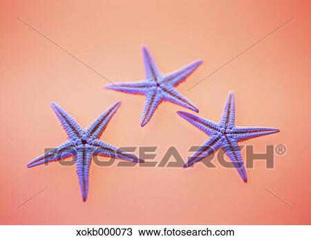 Starfish View Large Photo Image Stock Image - Starfish. Fotosearch