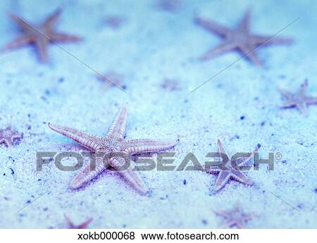 Starfish View Large Photo Image Stock Photo - Starfish. Fotosearch