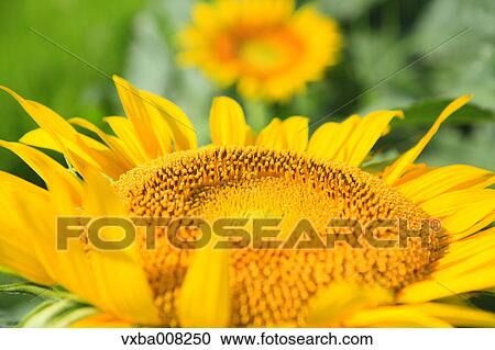 Sunflower field, Shizuoka Prefecture, Japan View Large Photo Image Stock Image - Sunflower field, Shizuoka Prefecture, Japan. Fotosearch