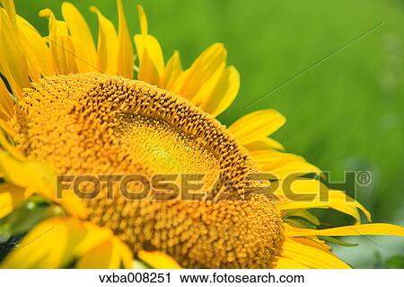 Sunflower field, Shizuoka Prefecture, Japan View Large Photo Image Stock Image - Sunflower field, Shizuoka Prefecture, Japan. Fotosearch