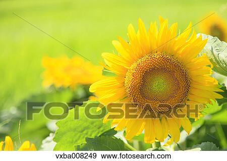Sunflower field, Shizuoka Prefecture, Japan View Large Photo Image Stock Photo - Sunflower field, Shizuoka Prefecture, Japan. Fotosearch