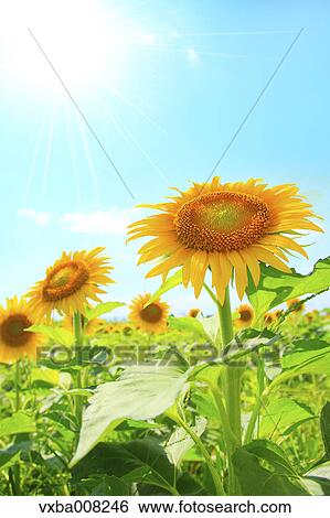 Sunflower field, Shizuoka Prefecture, Japan View Large Photo Image Stock Photograph - Sunflower field, Shizuoka Prefecture, Japan. Fotosearch