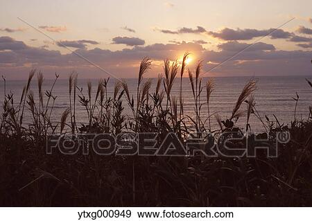 Sunrise over the sea and silver grass, Chiba Prefecture, Japan View Large Photo Image Stock Photo - Sunrise over the sea and silver grass, Chiba Prefecture, Japan. Fotosearch