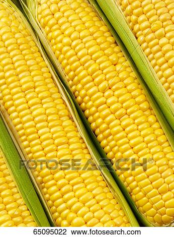 Stock Image - Sweet corn. Fotosearch