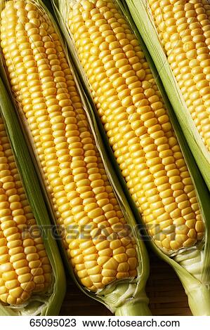 Stock Image - Sweet corn. Fotosearch