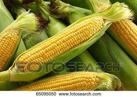 Sweet corn View Large Photo Image Stock Image - Sweet corn. Fotosearch