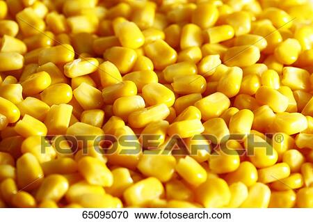 Sweet corn View Large Photo Image Stock Image - Sweet corn. Fotosearch