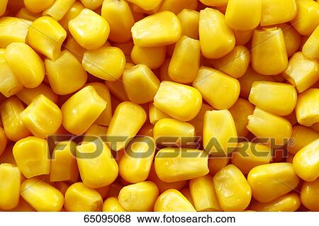 Sweet corn View Large Photo Image Stock Photo - Sweet corn. Fotosearch