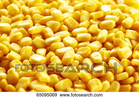 Sweet corn View Large Photo Image Stock Photo - Sweet corn. Fotosearch