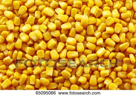 Sweet corn View Large Photo Image Stock Photograph - Sweet corn. Fotosearch