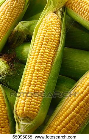 Sweet corn View Large Photo Image Stock Photography - Sweet corn. Fotosearch