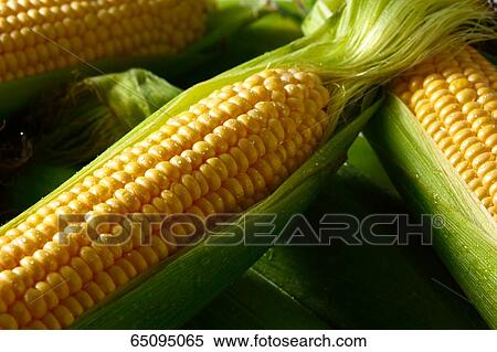 Sweet corn View Large Photo Image Stock Photography - Sweet corn. Fotosearch