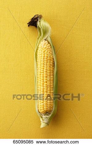 Sweet corn View Large Photo Image Stock Photography - Sweet corn. Fotosearch