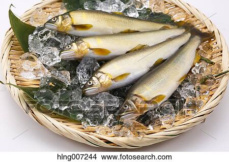 Sweetfish View Large Photo Image Picture - Sweetfish. Fotosearch