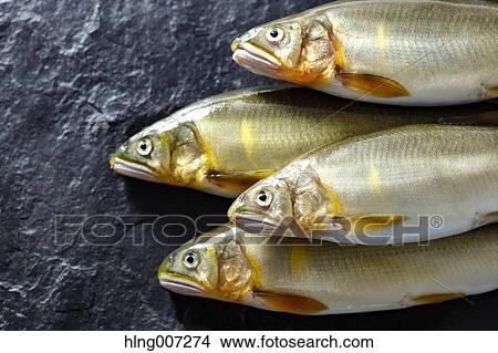 Picture - Sweetfish. Fotosearch