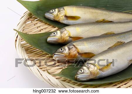 Stock Image - Sweetfish. Fotosearch