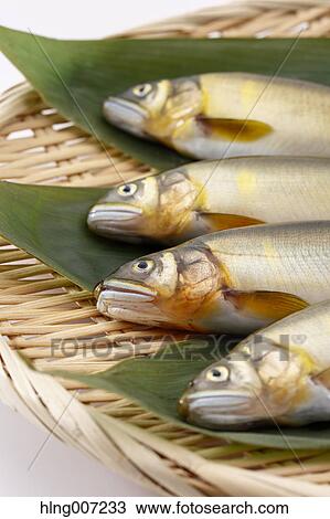 Stock Image - Sweetfish. Fotosearch