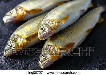 Sweetfish View Large Photo Image Stock Image - Sweetfish. Fotosearch
