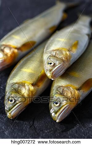 Sweetfish View Large Photo Image Stock Image - Sweetfish. Fotosearch