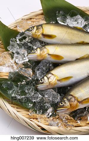 Sweetfish View Large Photo Image Stock Photo - Sweetfish. Fotosearch