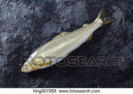 Stock Photo - Sweetfish. Fotosearch