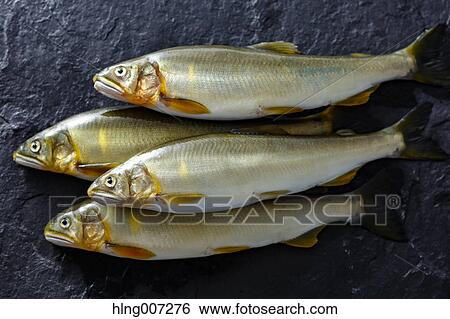 Stock Photograph - Sweetfish. Fotosearch