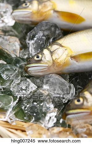 Stock Photography - Sweetfish. Fotosearch