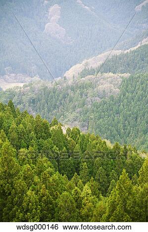 Tree tops at Gunma Prefectural Forest Park, Gunma Prefecture, Japan View Large Photo Image Stock Photograph - Tree tops at Gunma Prefectural Forest Park, Gunma Prefecture, Japan. Fotosearch