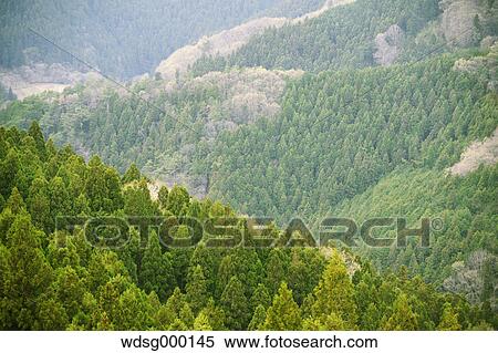 Tree tops at Gunma Prefectural Forest Park, Gunma Prefecture, Japan View Large Photo Image Stock Photography - Tree tops at Gunma Prefectural Forest Park, Gunma Prefecture, Japan. Fotosearch