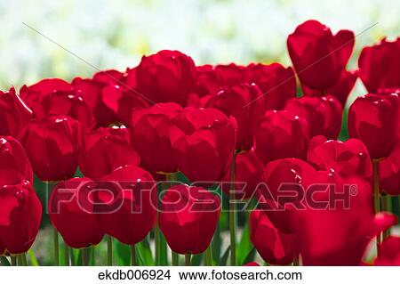 Picture - Tulip field, Japan. Fotosearch