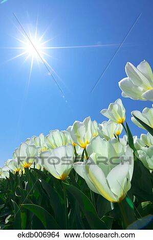 Tulip field, Japan View Large Photo Image Picture - Tulip field, Japan. Fotosearch