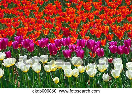 Stock Image - Tulip field, Japan. Fotosearch